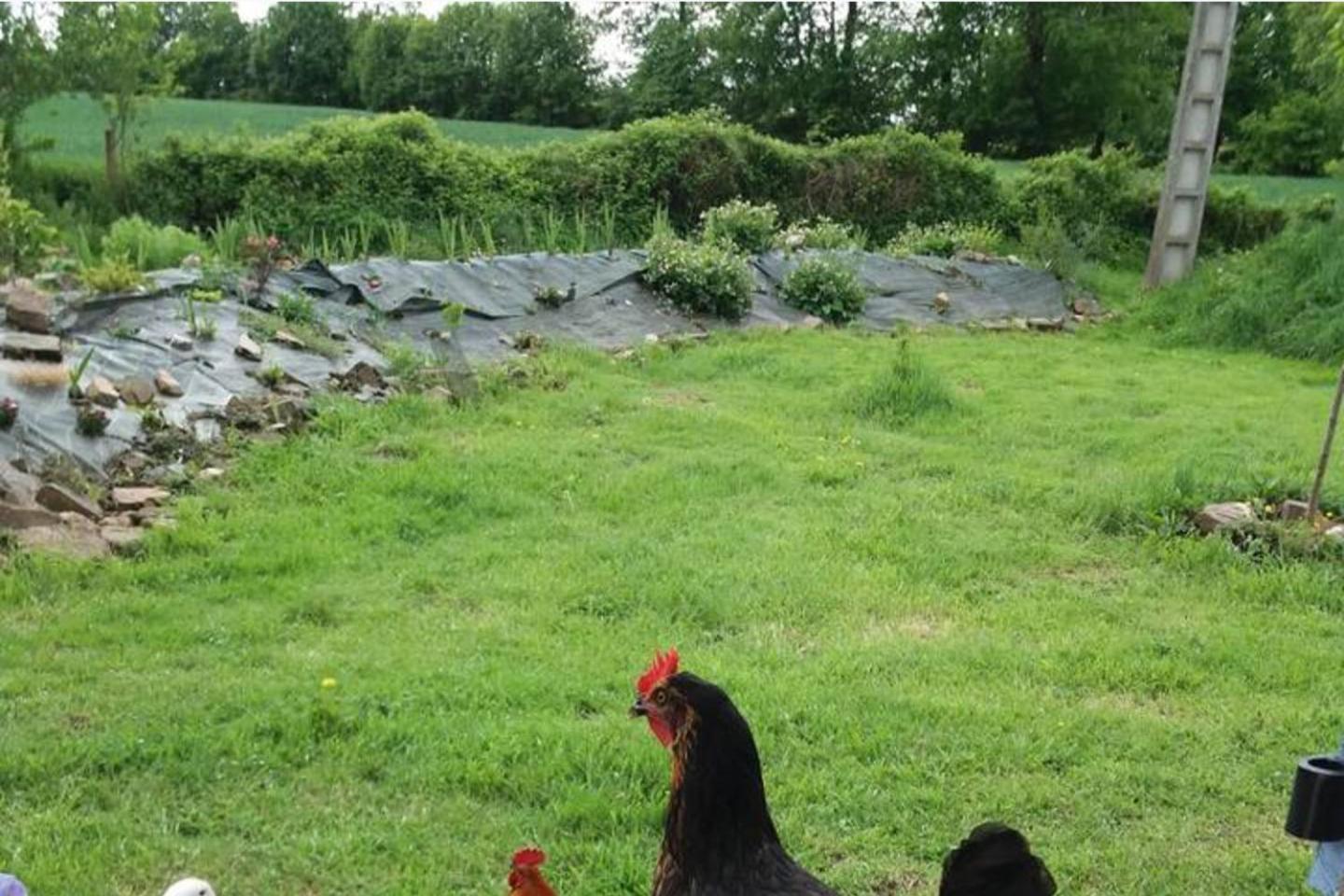 Mortain-Bocage - 2-Bed Wisteria Cottage - Sleeps 4 Notre-Dame-du-Touchet Kültér fotó